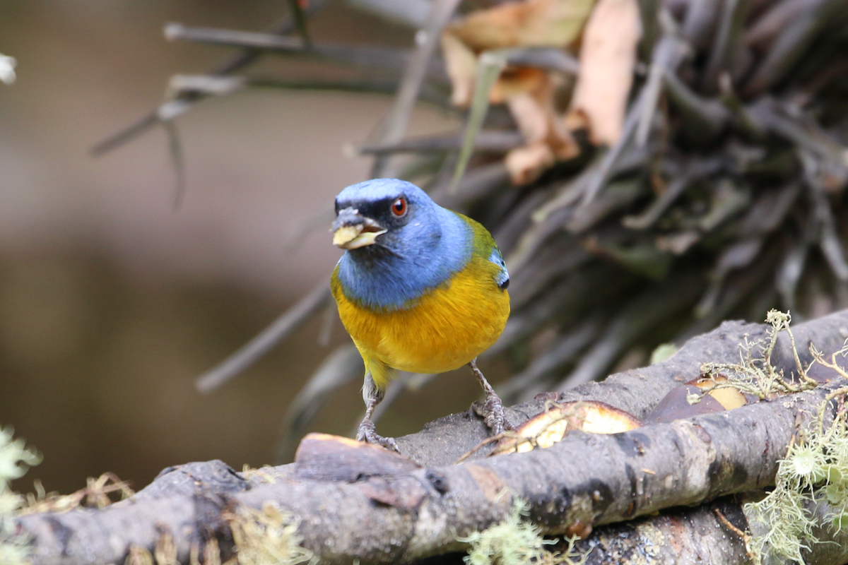 Blue-and-yellow Tanager - ML620722765