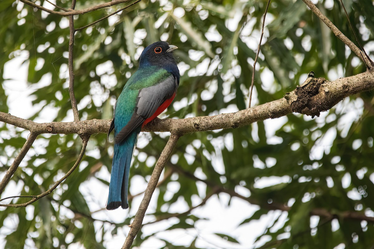 Trogon surucua - ML620722770