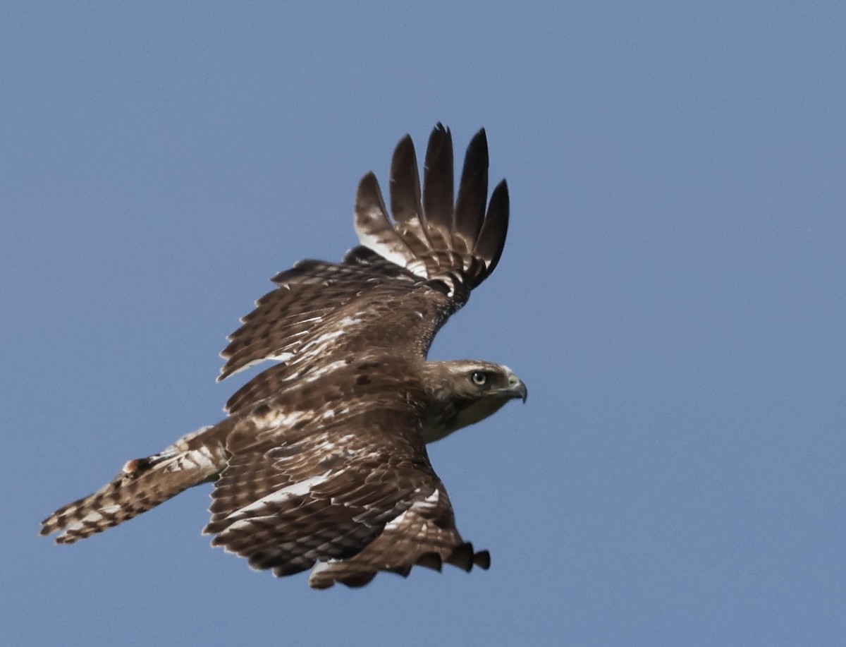 Red-tailed Hawk - ML620722771