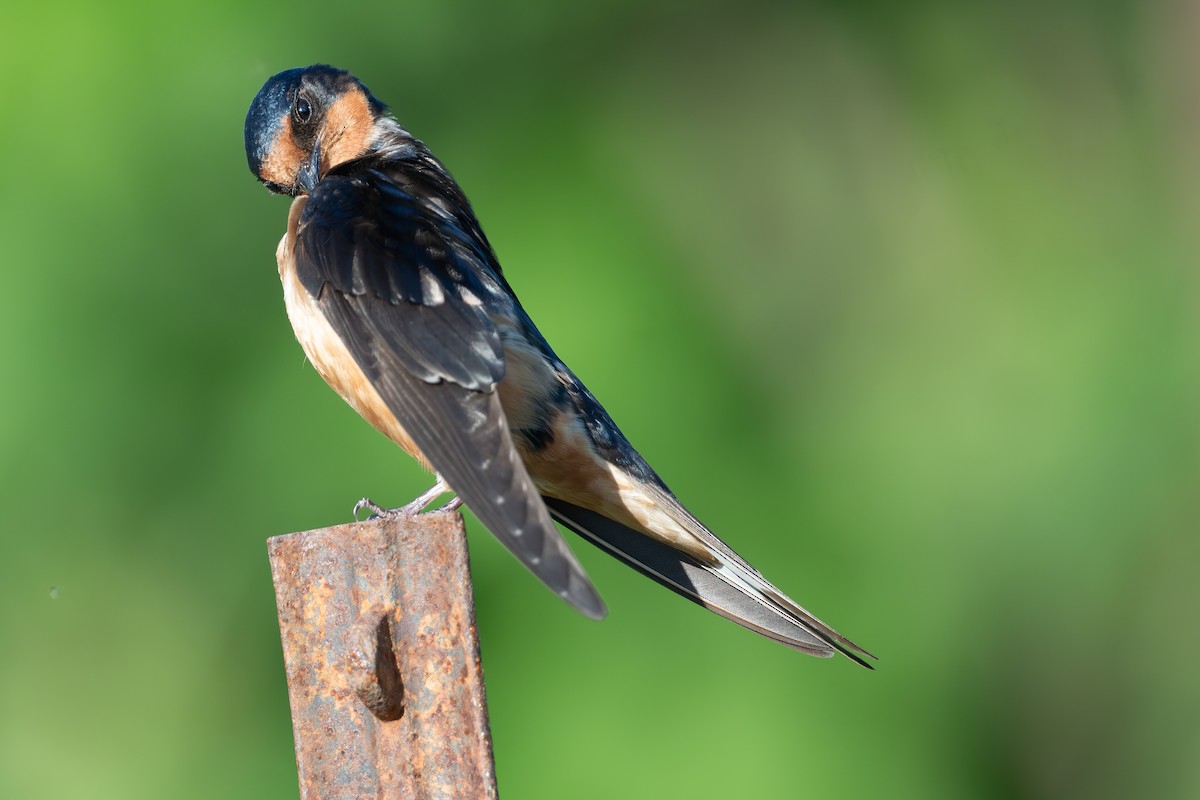 Barn Swallow - ML620722779