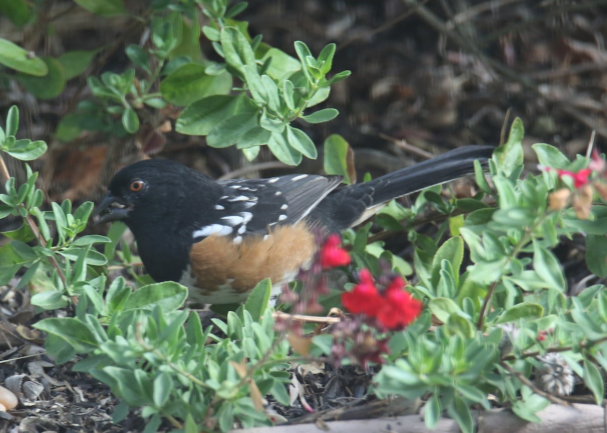 Spotted Towhee - ML620722781