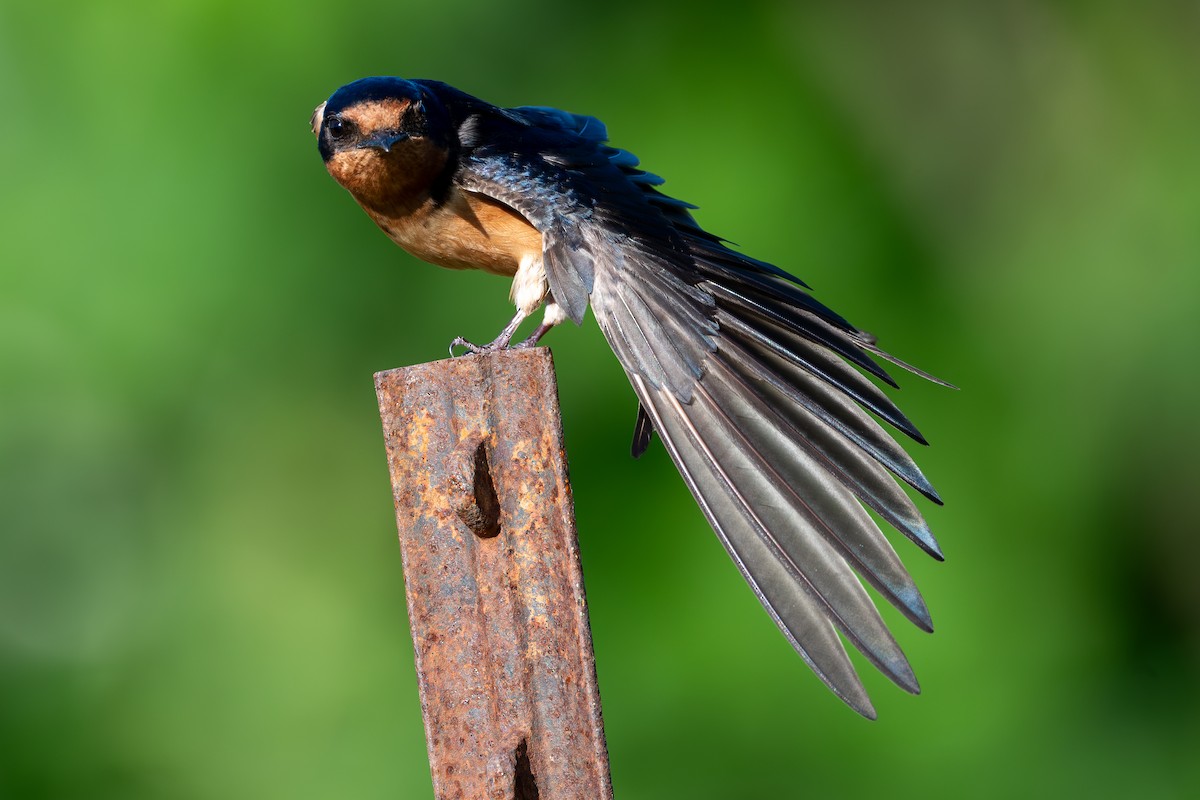 Barn Swallow - ML620722783