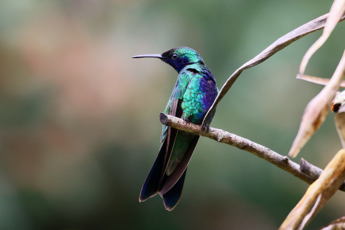 Colibrí Rutilante - ML620722785