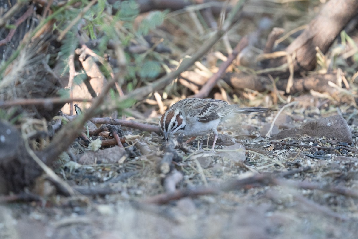 Lark Sparrow - ML620722794