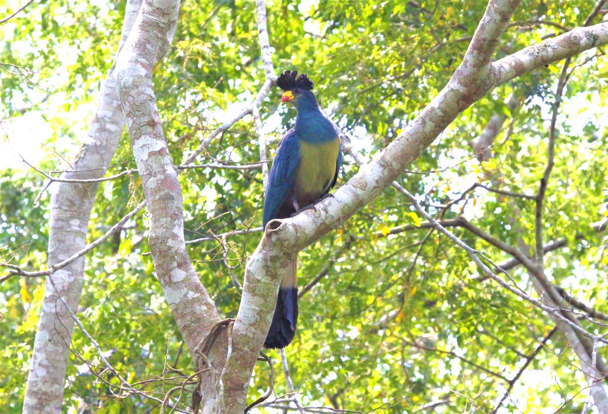 Turaco Gigante - ML620722799