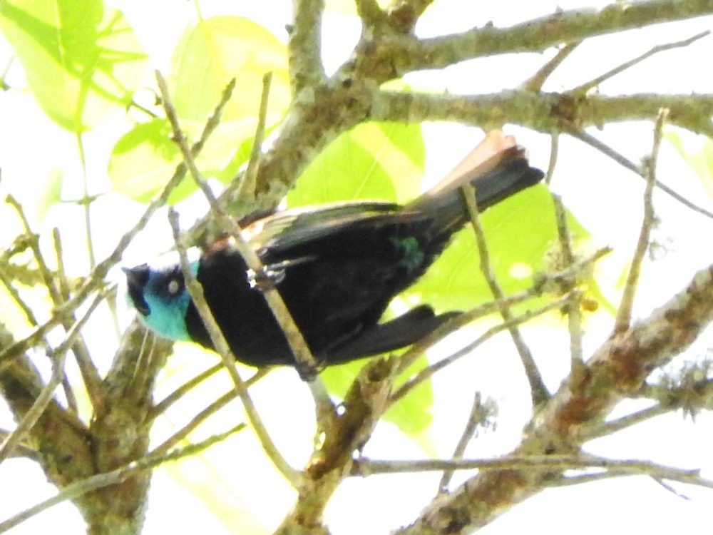 Blue-necked Tanager - ML620722800