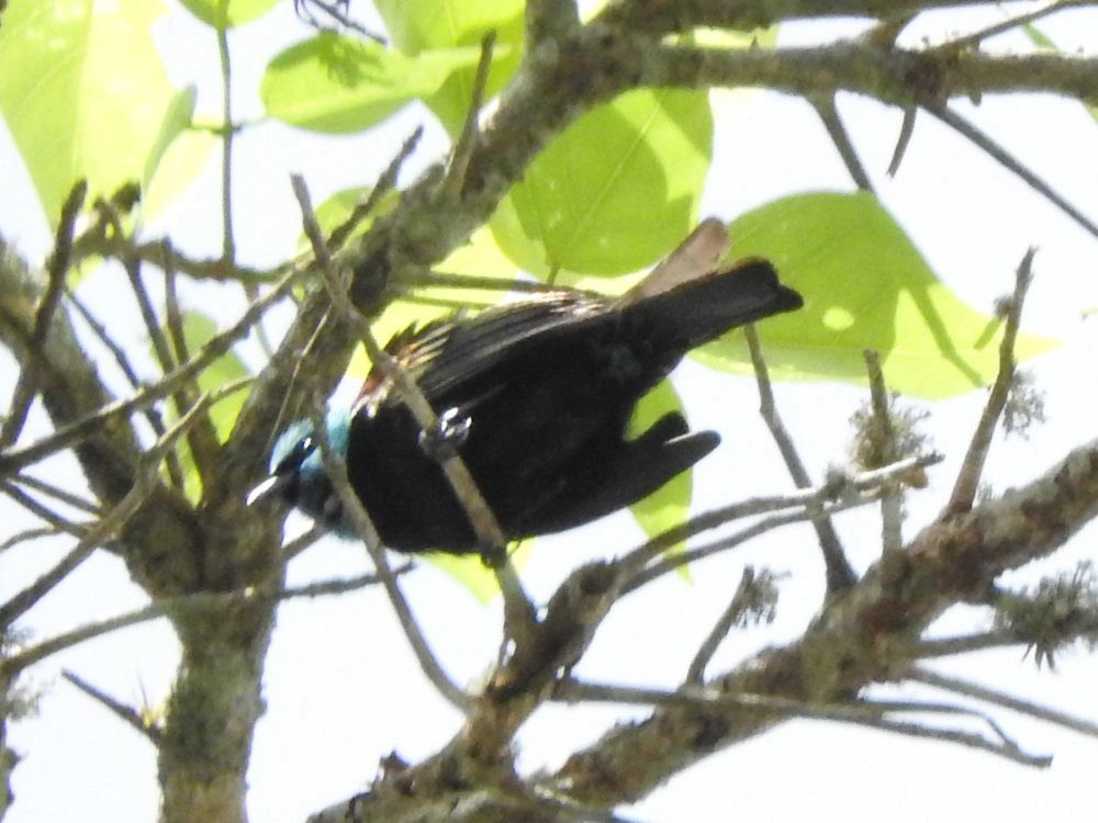 Blue-necked Tanager - ML620722801