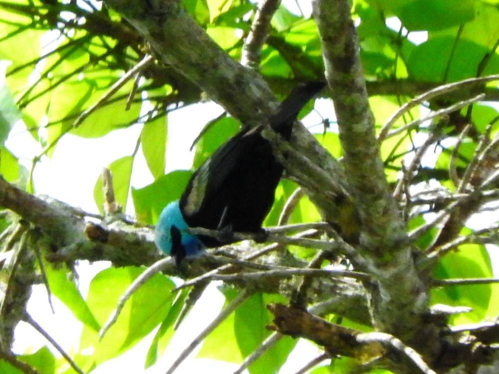Blue-necked Tanager - ML620722802