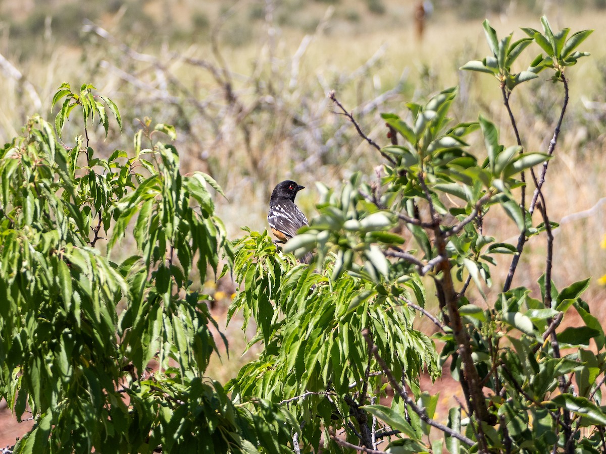 Spotted Towhee - ML620722839