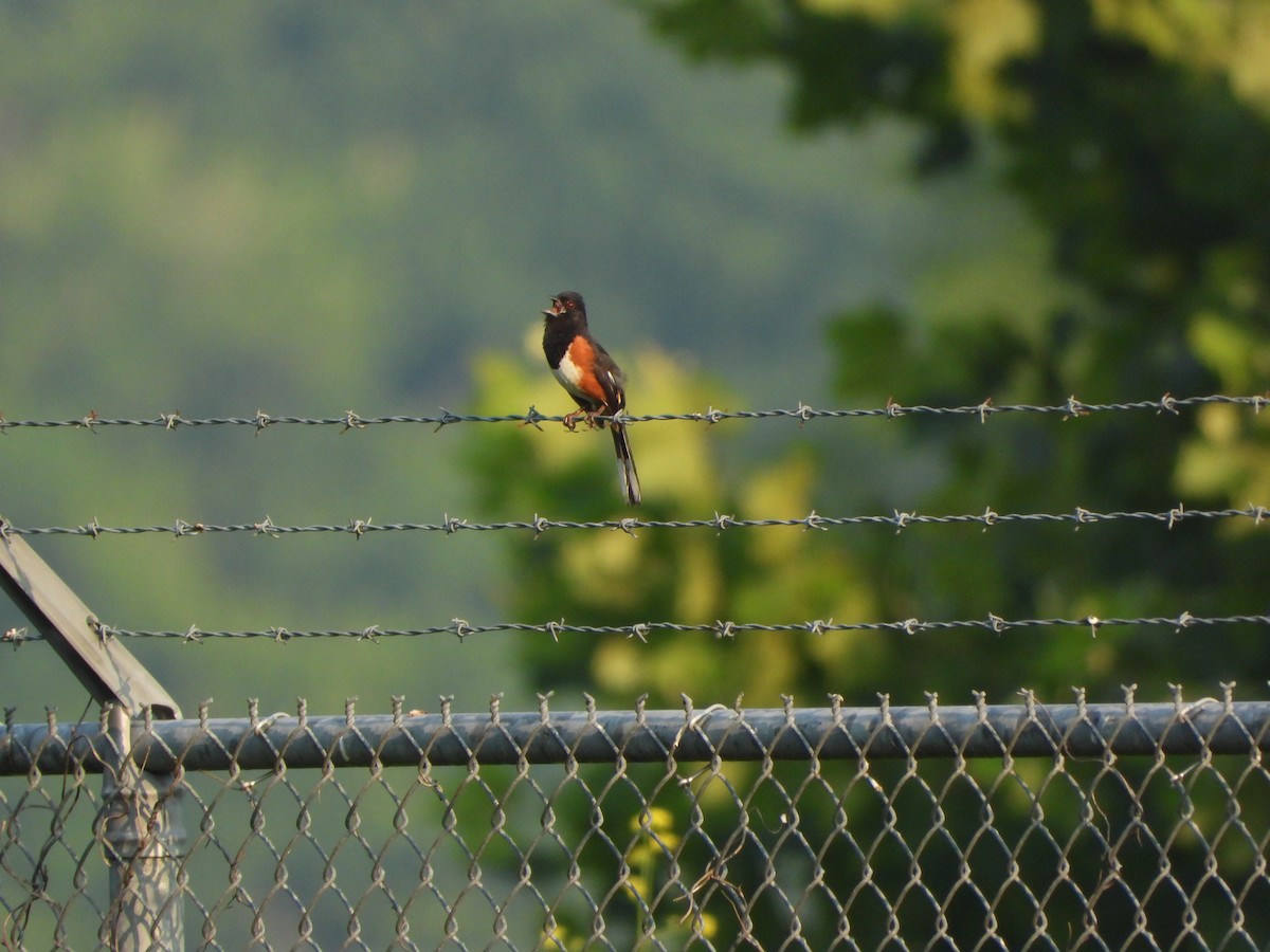 Eastern Towhee - ML620722840