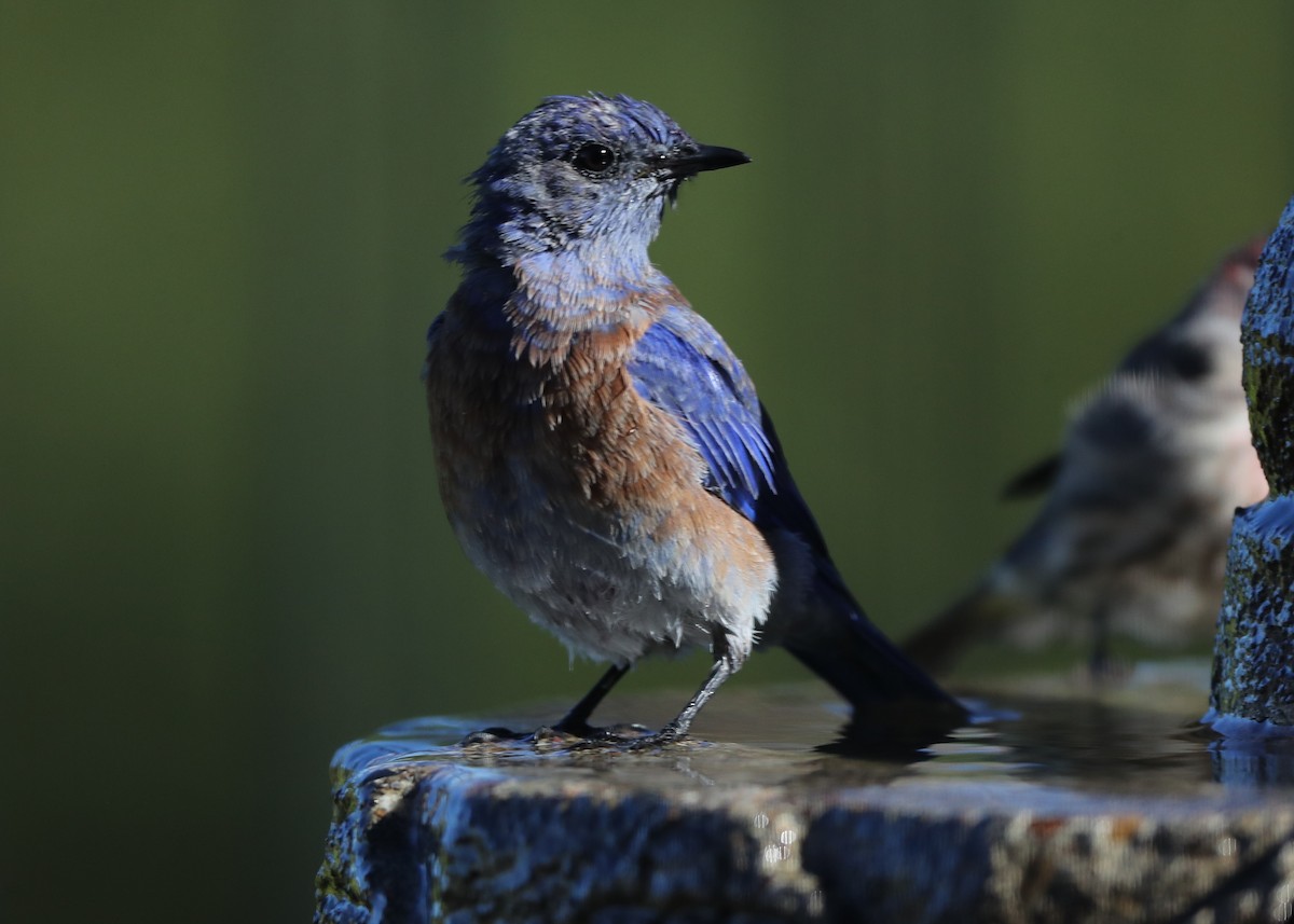 Western Bluebird - ML620722841