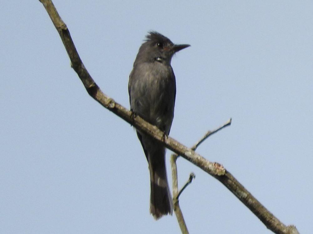 Smoke-colored Pewee - ML620722860