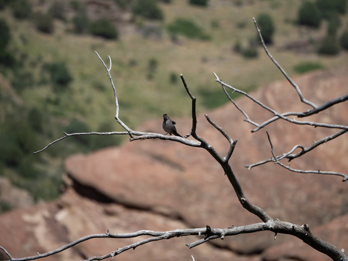 Brown-headed Cowbird - ML620722865