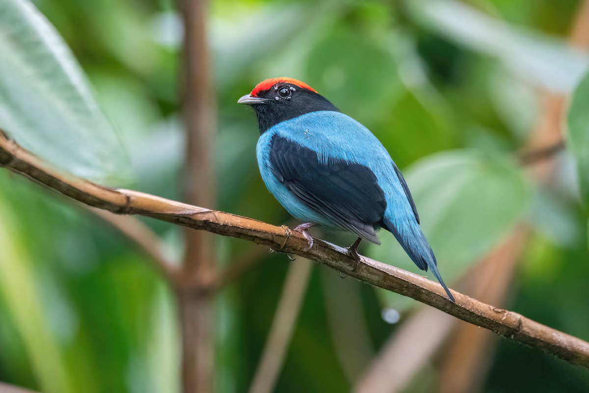 Swallow-tailed Manakin - ML620722873