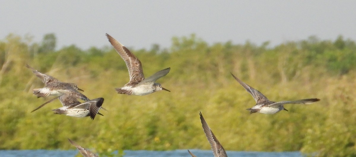 Great Knot - ML620722881