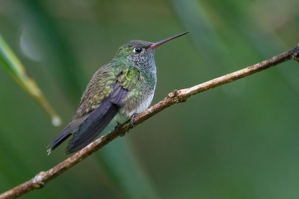 Glittering-throated Emerald - Raphael Kurz -  Aves do Sul
