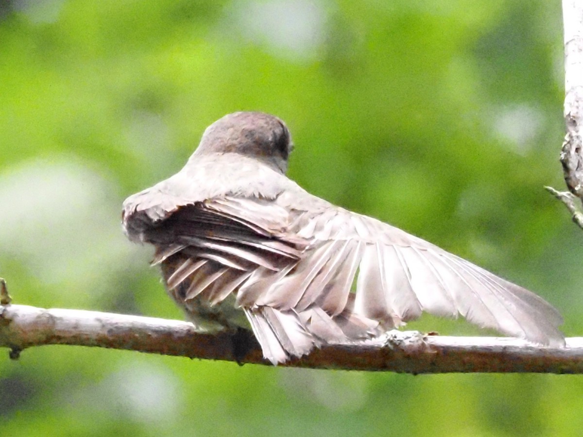 Eastern Phoebe - ML620722892