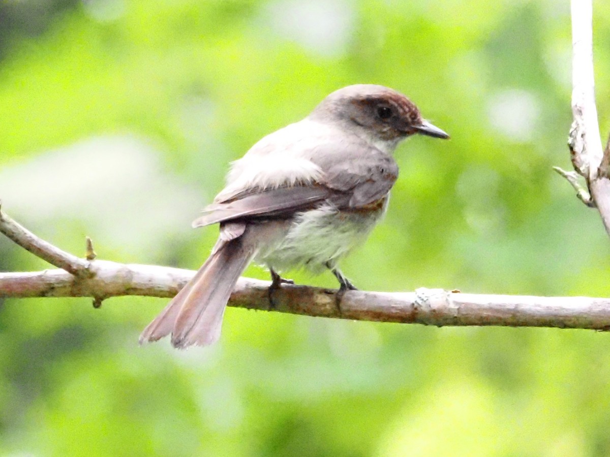 Eastern Phoebe - ML620722894