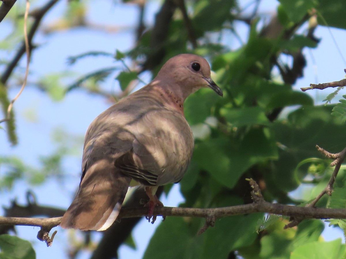 Tórtola Senegalesa - ML620722898