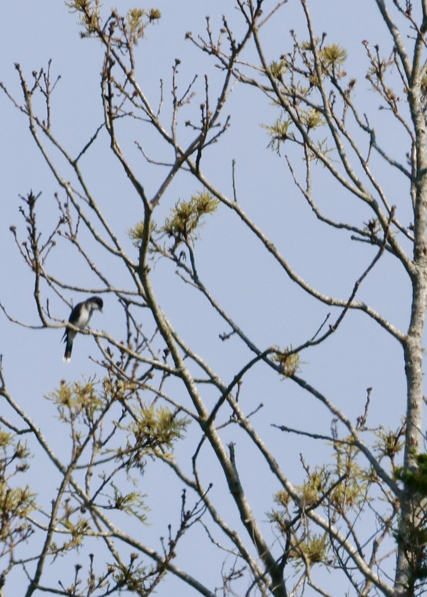 Eastern Kingbird - ML620722899