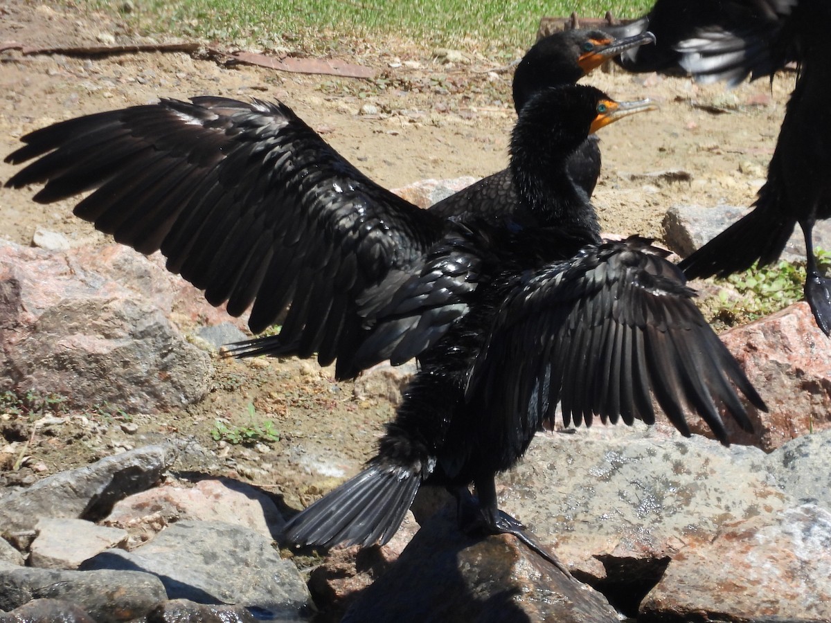 Double-crested Cormorant - ML620722902