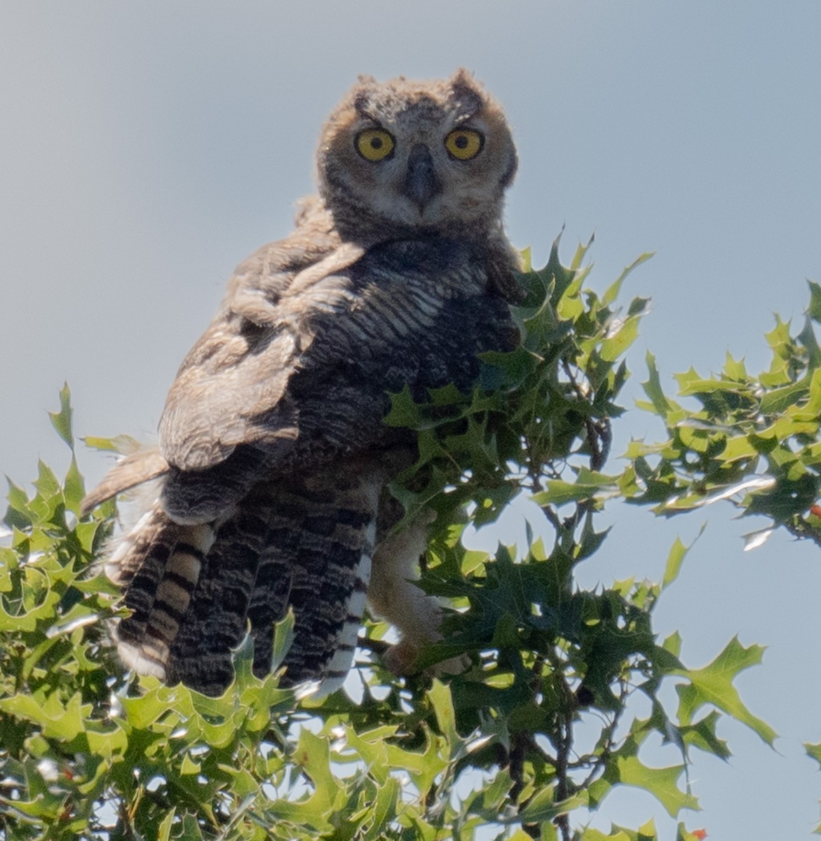 Great Horned Owl - Angie W