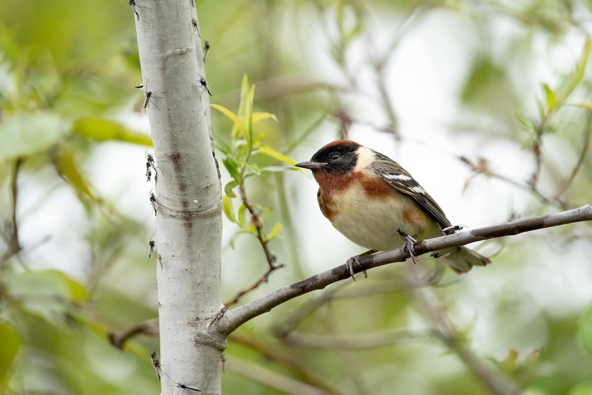 Bay-breasted Warbler - ML620722910