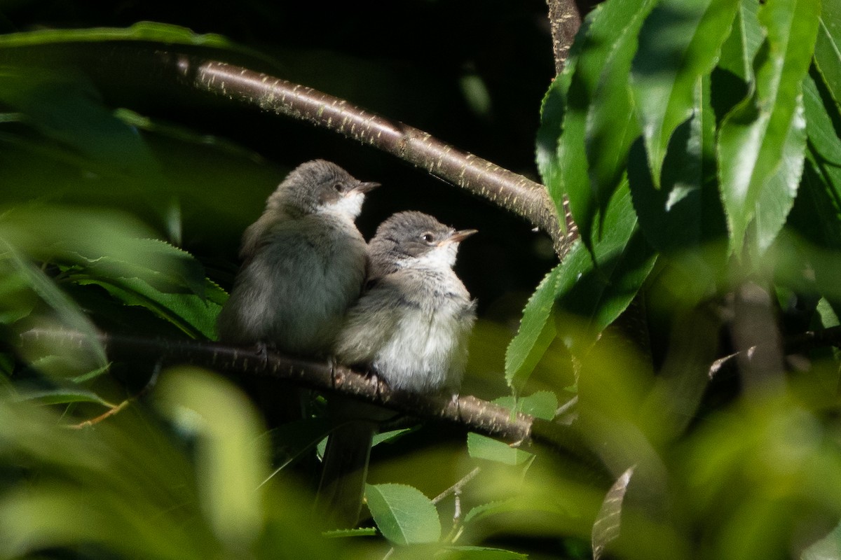 Curruca Zarcerilla - ML620722911