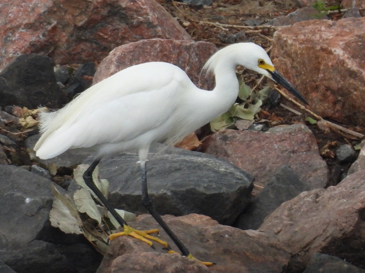 Snowy Egret - ML620722914