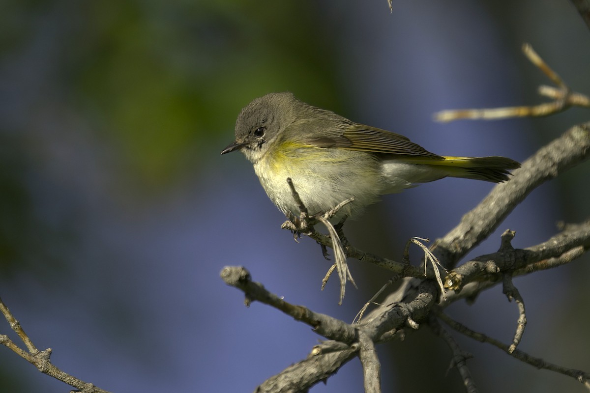 American Redstart - ML620722915