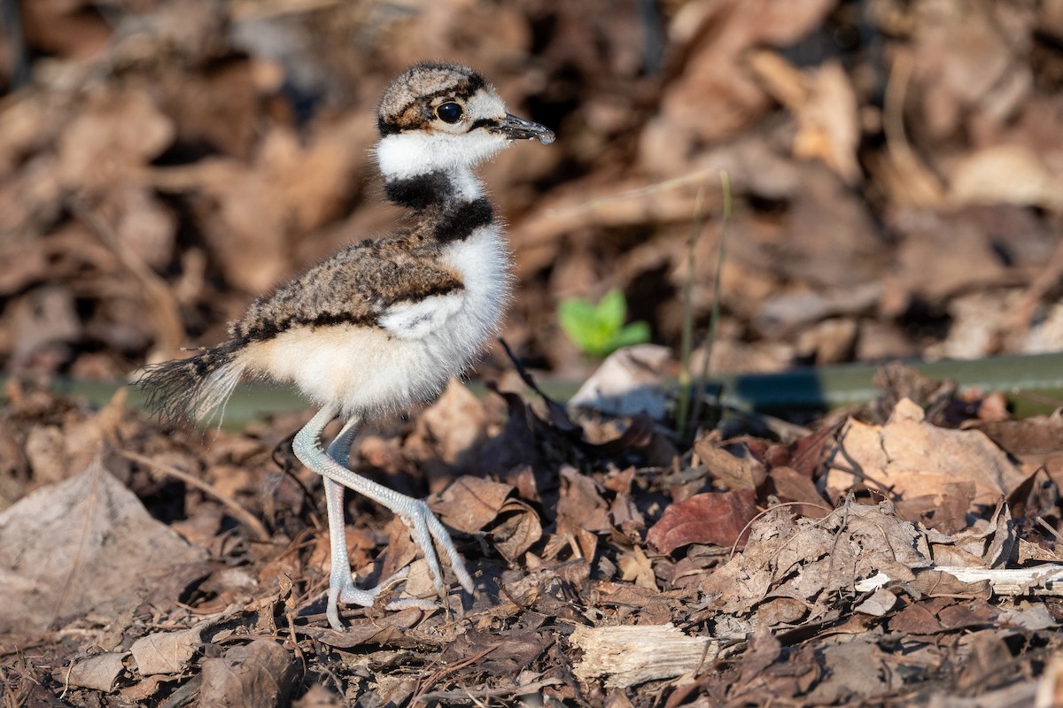 Killdeer - ML620722917