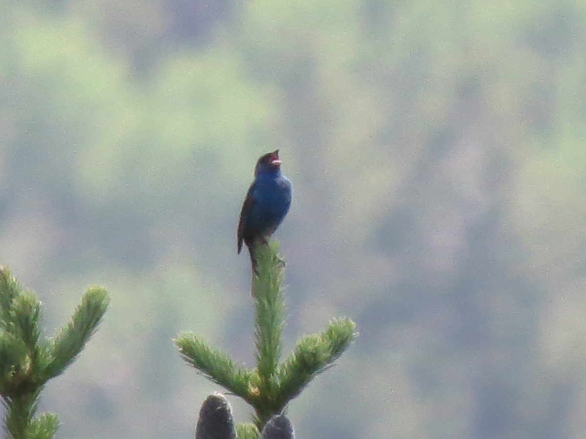 Indigo Bunting - ML620722920