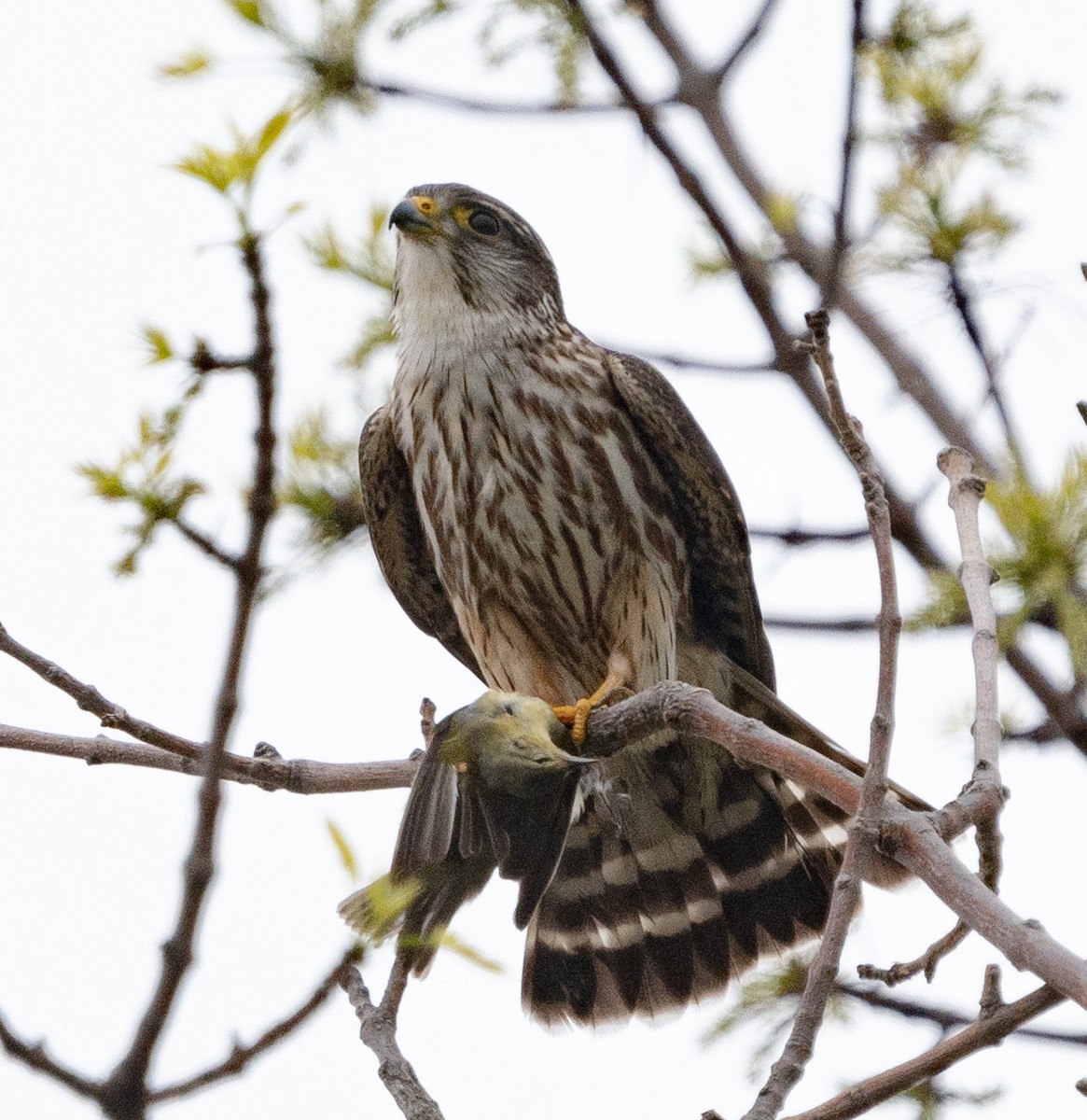 Merlin - Ted Zobeck