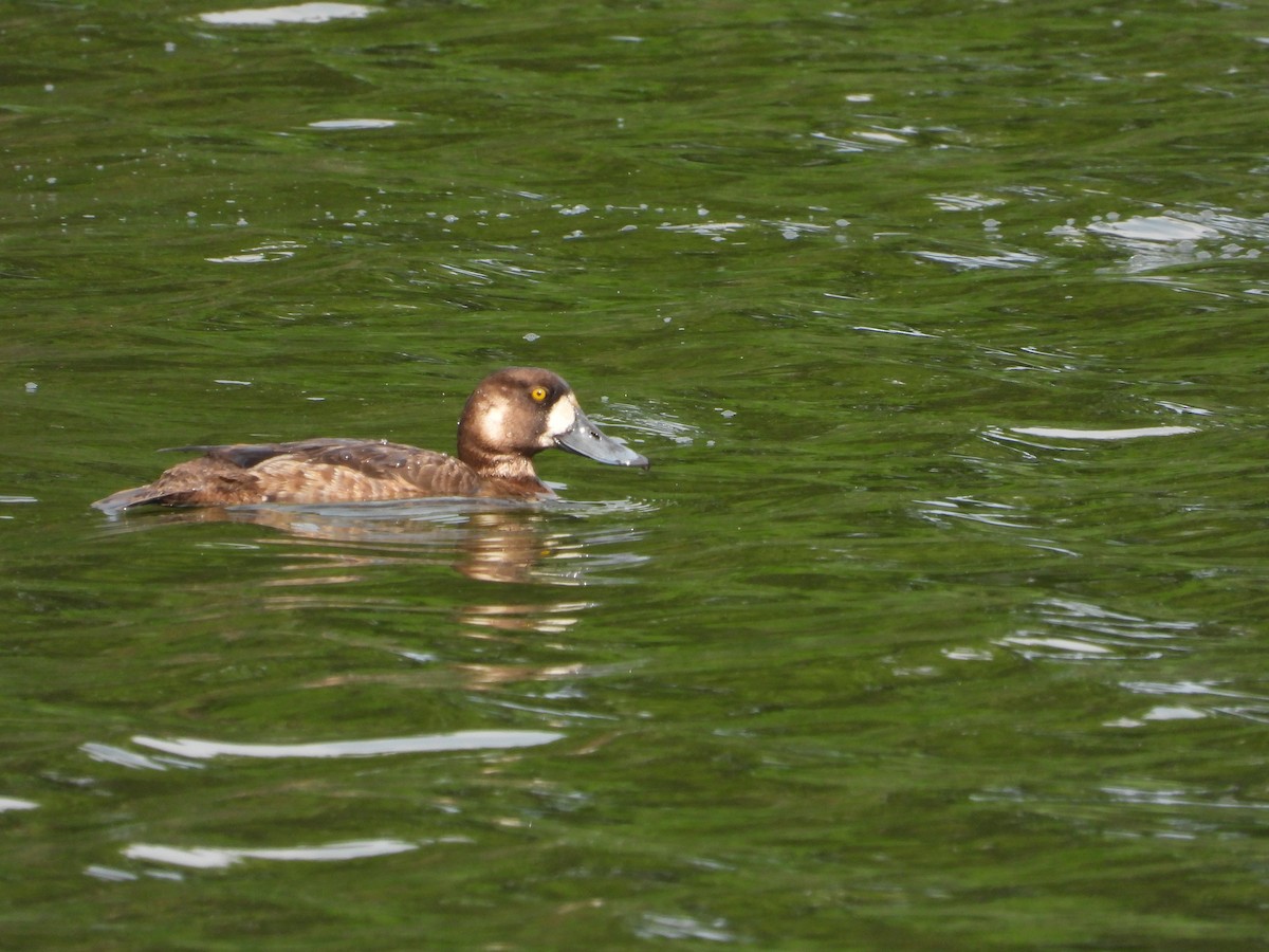 Greater Scaup - ML620722923