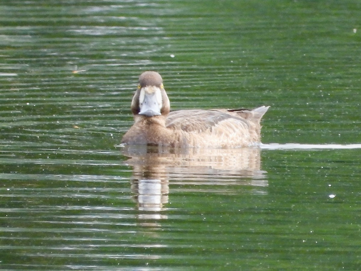 Greater Scaup - ML620722924