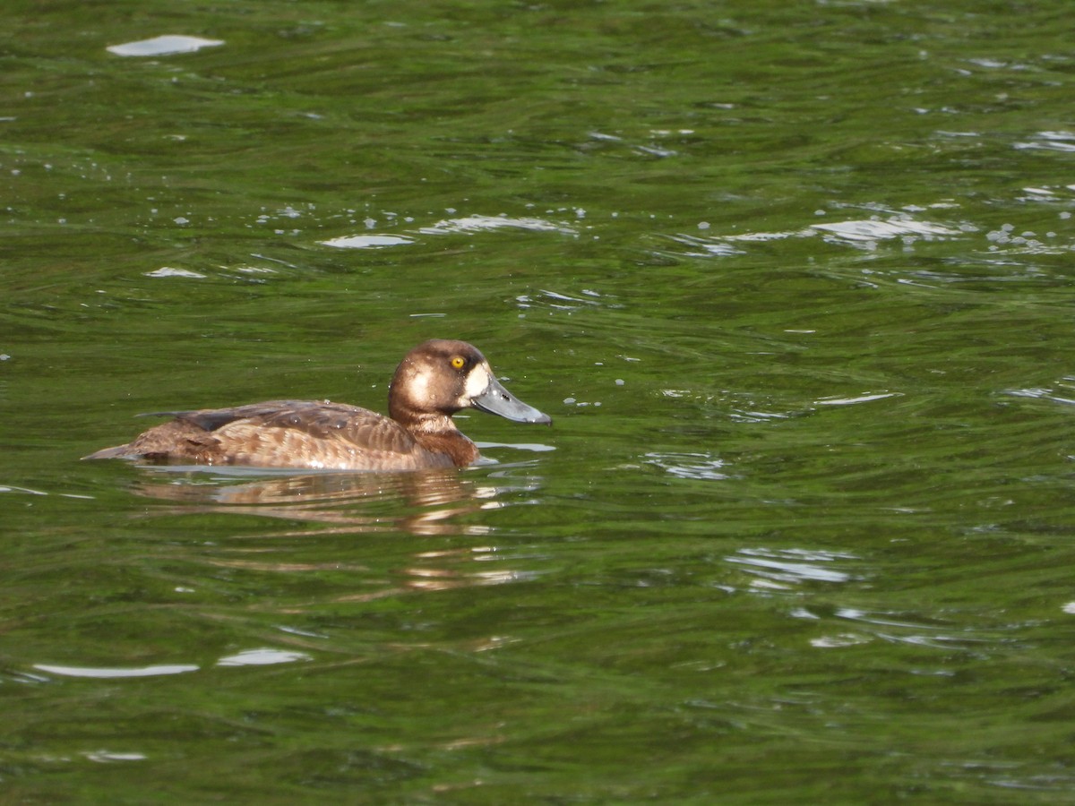 Greater Scaup - ML620722930