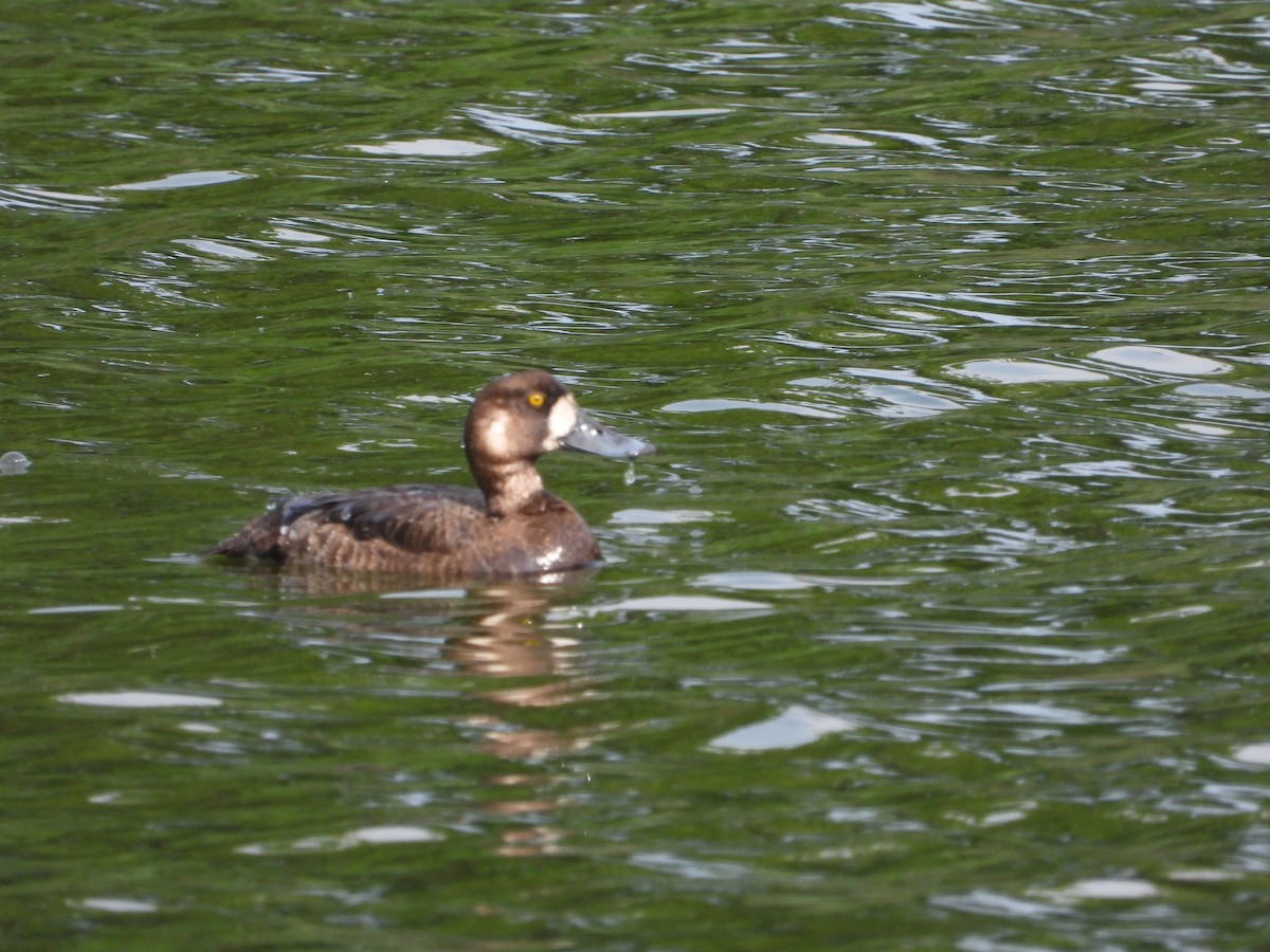 Greater Scaup - ML620722931