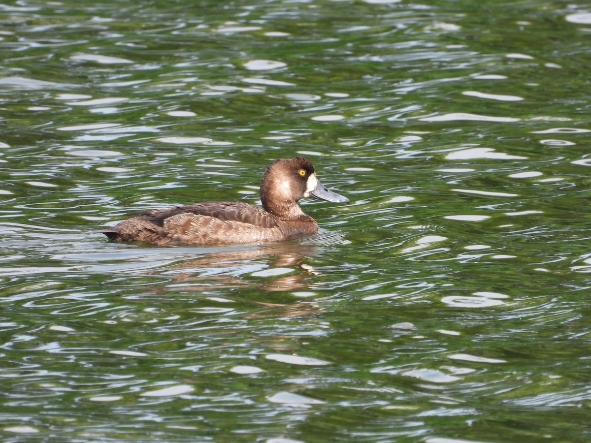 Greater Scaup - ML620722932