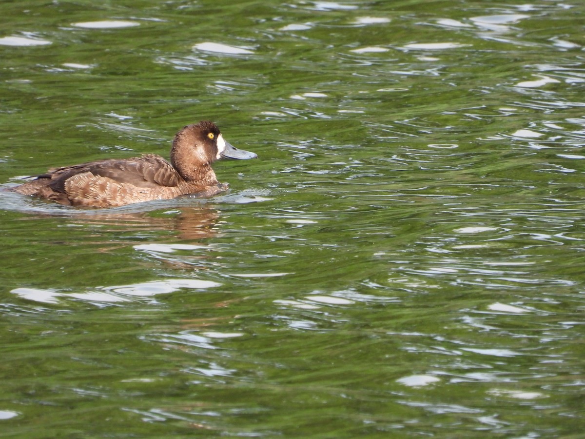 Greater Scaup - ML620722933