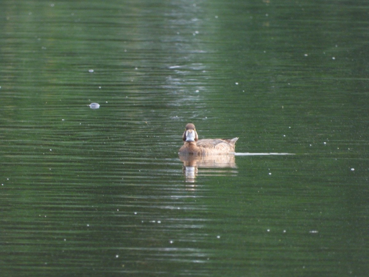 Greater Scaup - ML620722934