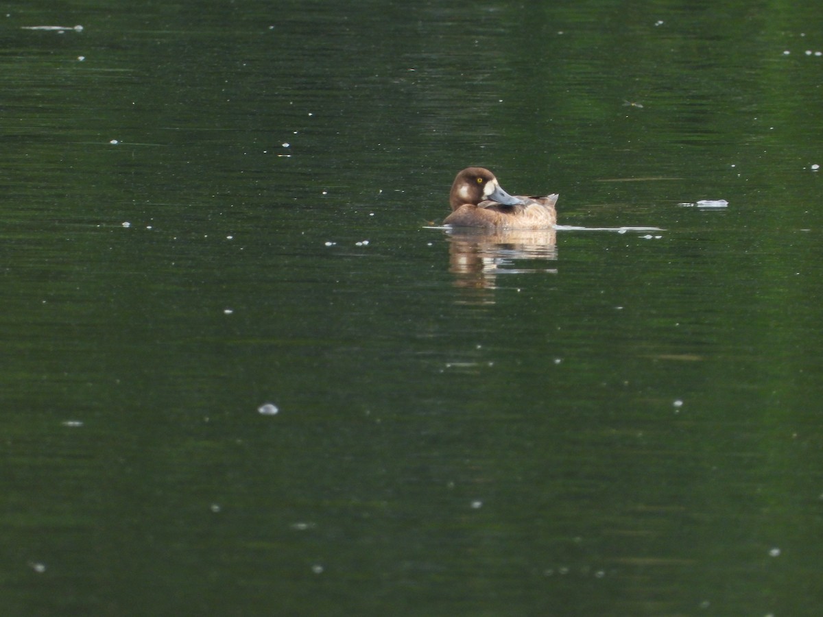 Greater Scaup - ML620722936
