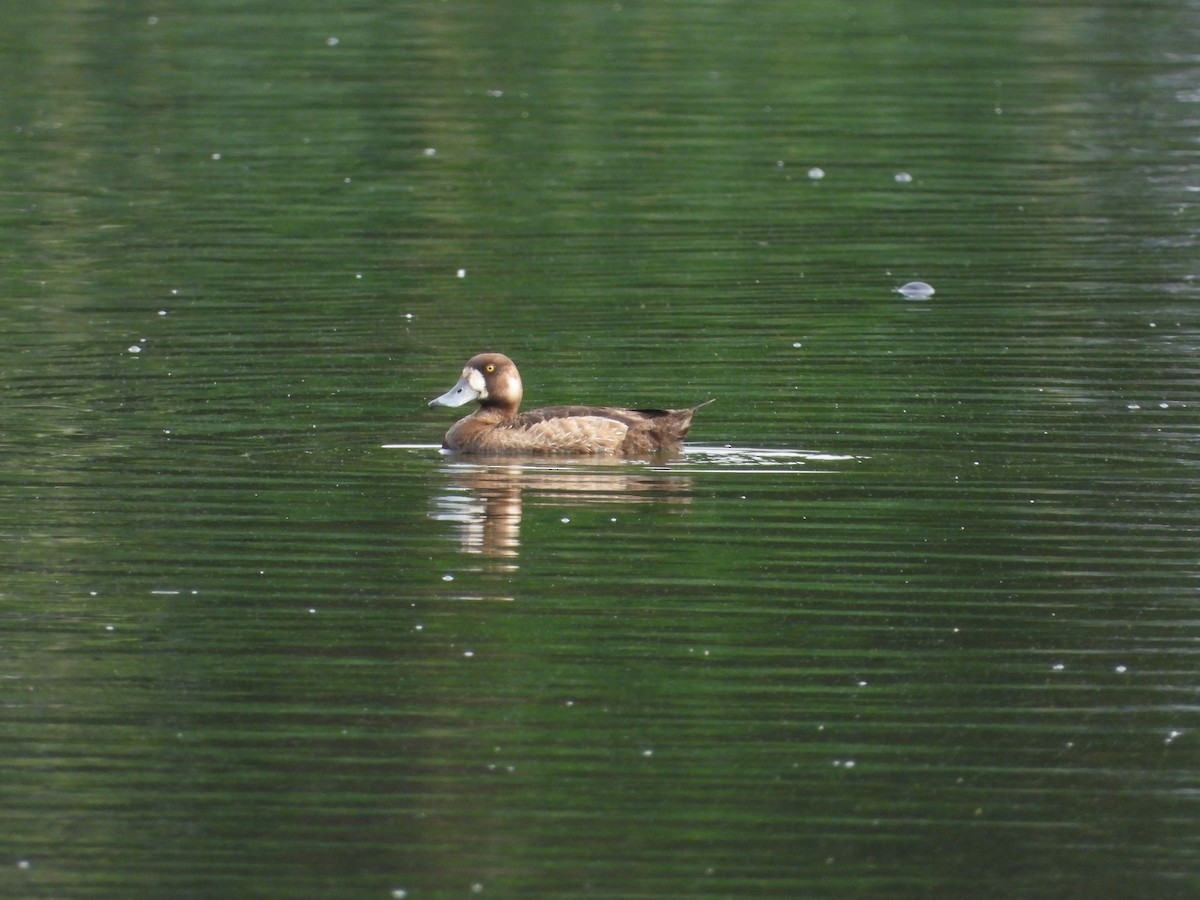 Greater Scaup - ML620722938