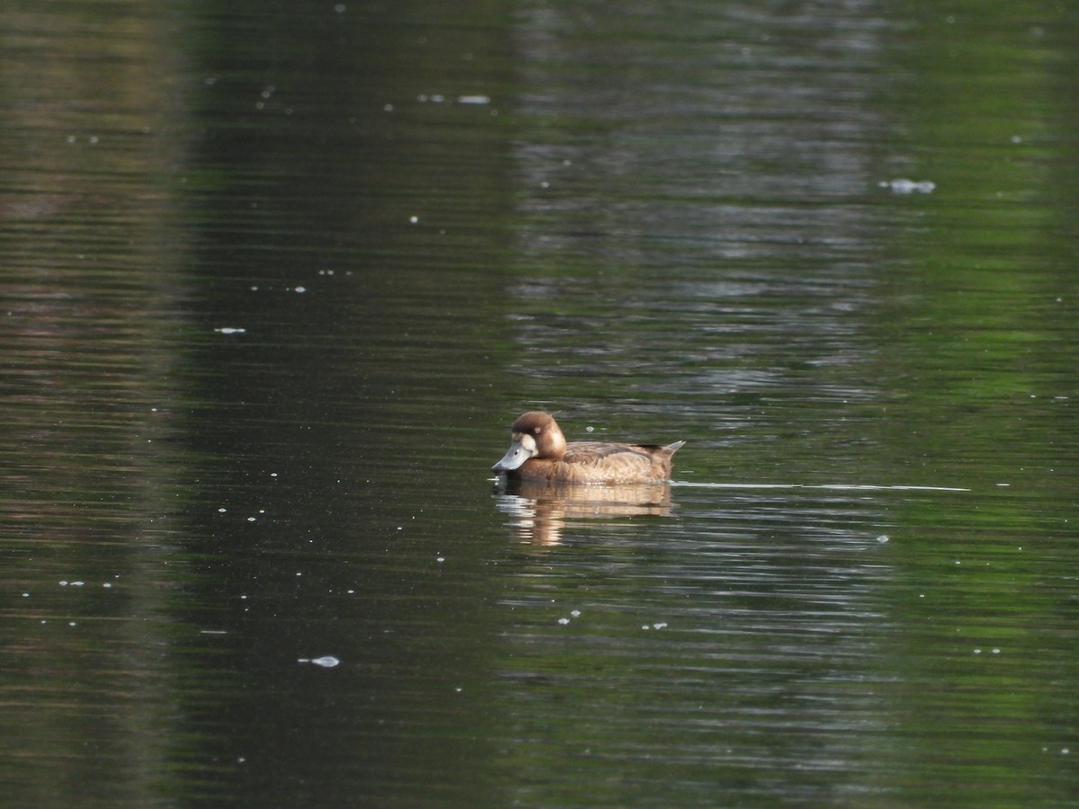 Greater Scaup - ML620722939