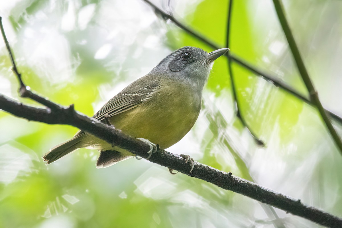 Plain Antvireo - ML620722946