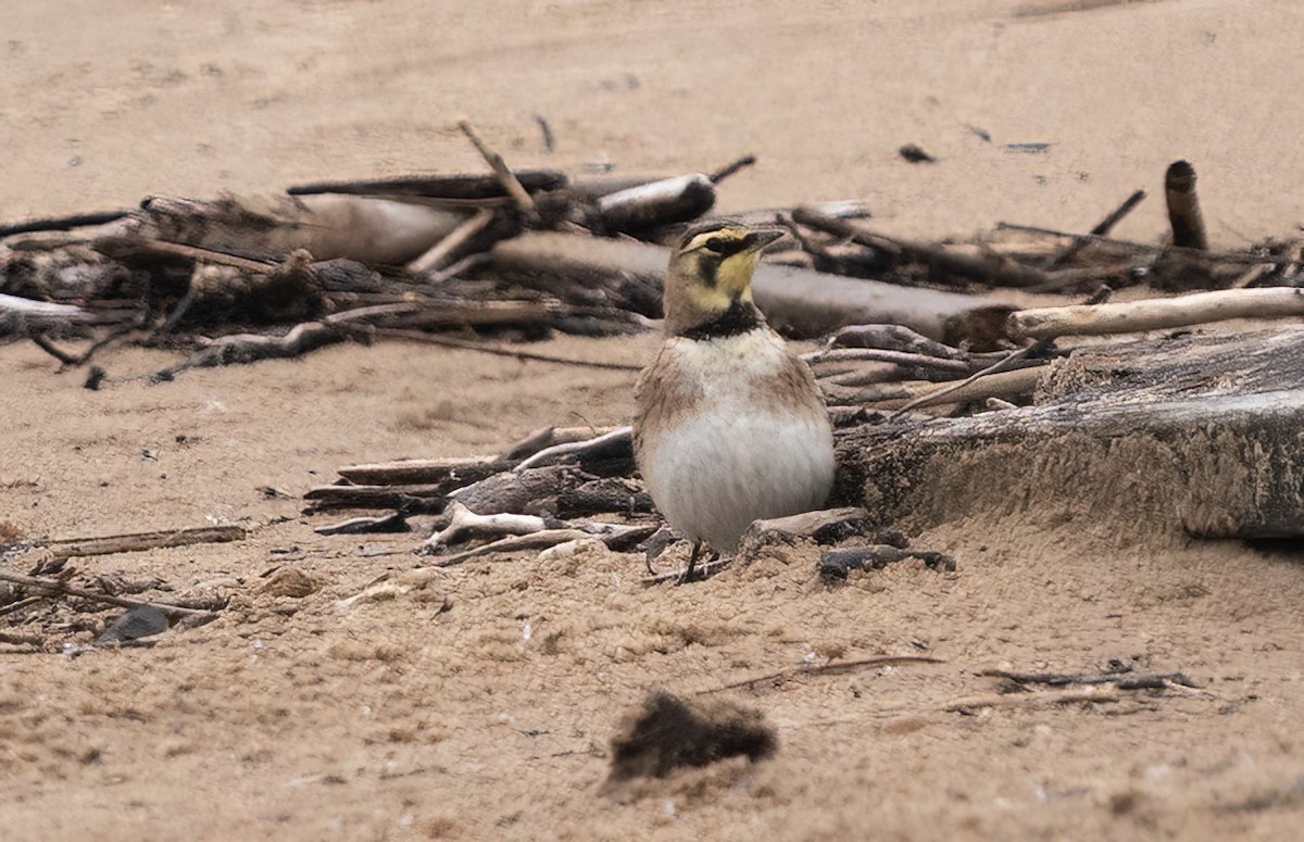 Horned Lark - ML620722949