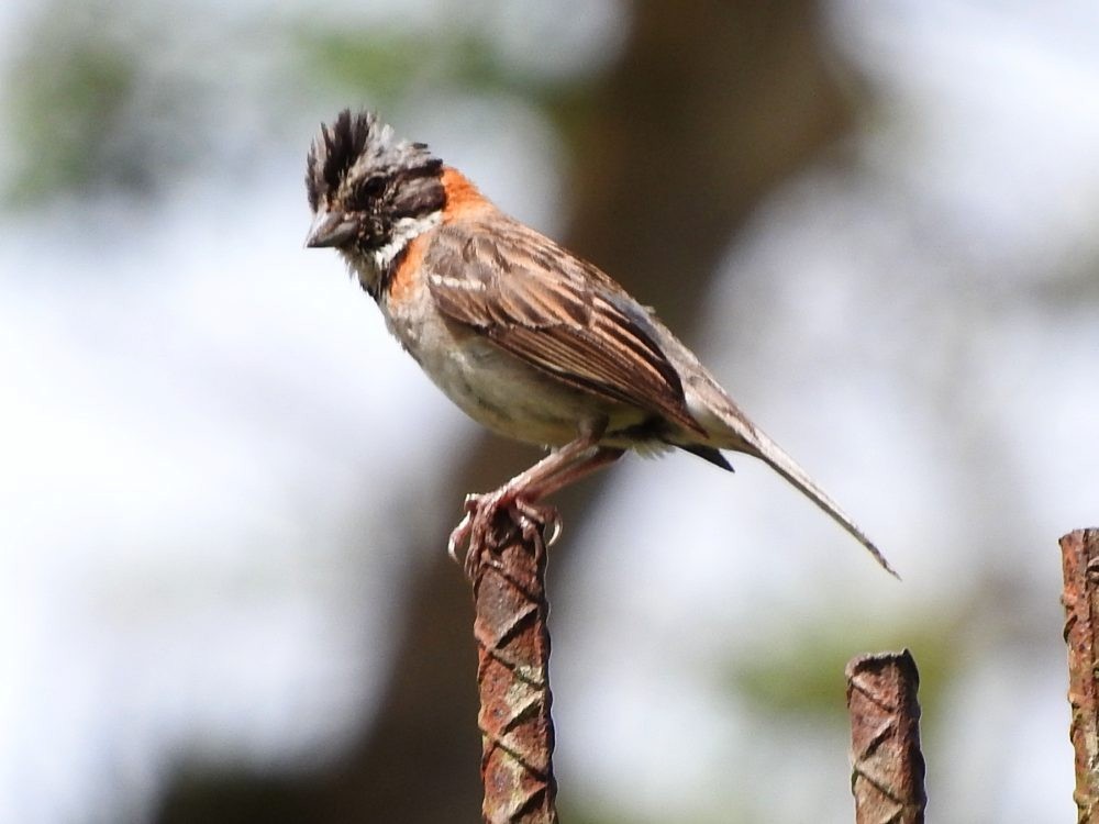 Rufous-collared Sparrow - ML620722961