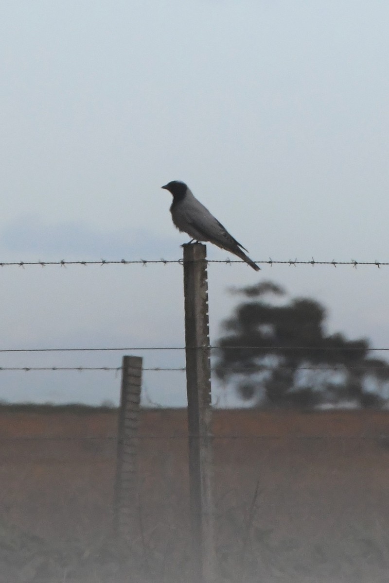 Black-faced Cuckooshrike - ML620722965