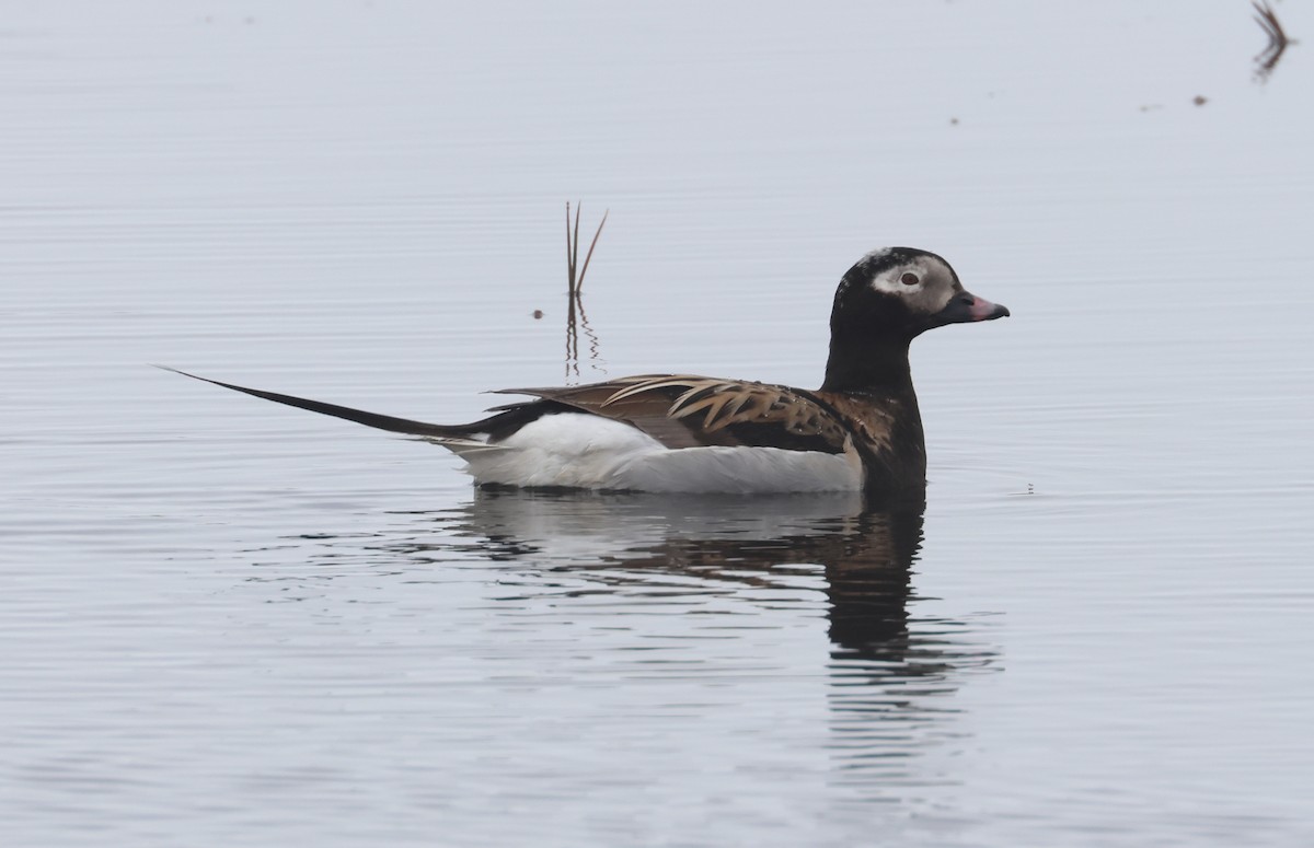 Long-tailed Duck - ML620722974