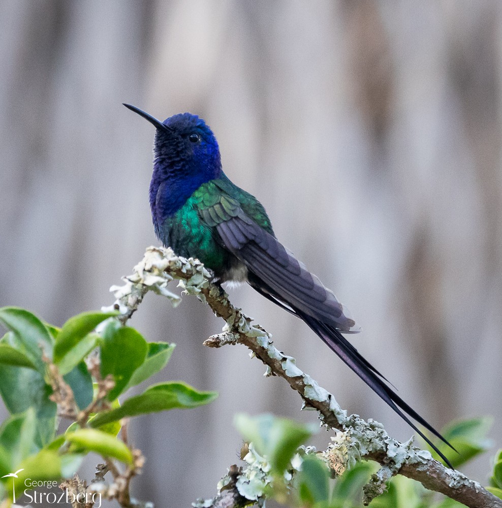 Swallow-tailed Hummingbird - ML620722975
