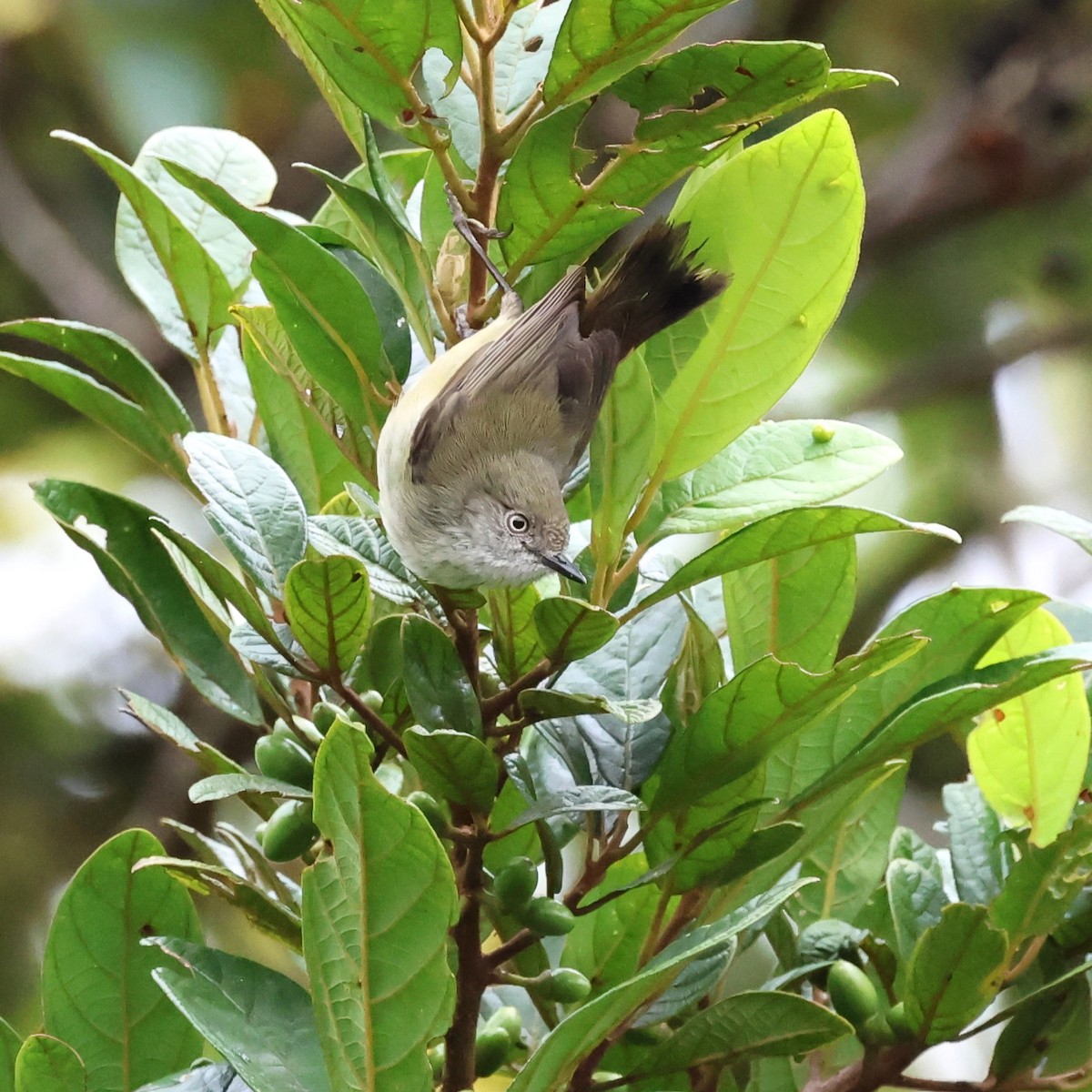 Mountain Thornbill - ML620722978